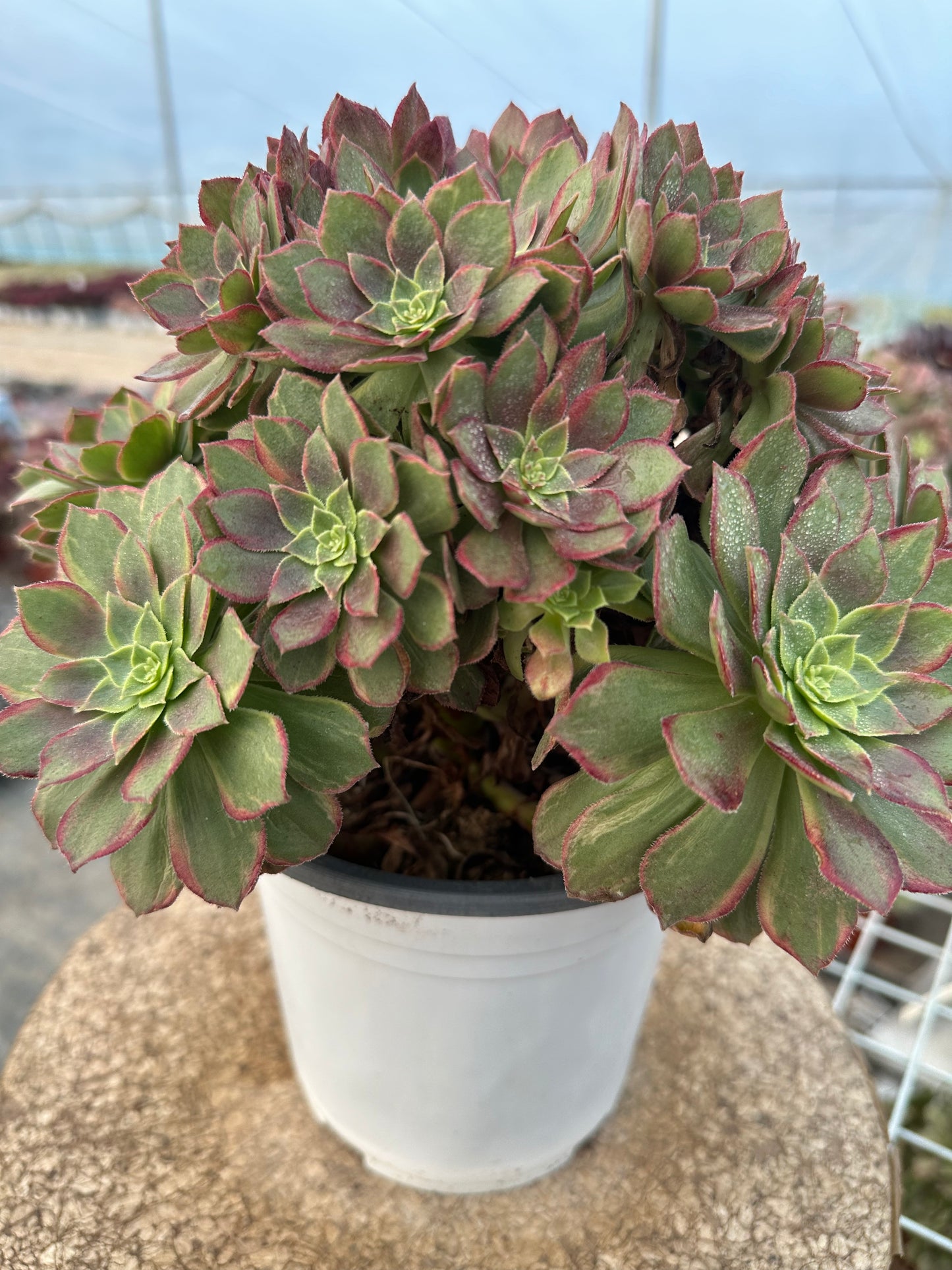 46Halloween brocade cluster20-30cm Old pile/ 10-20heads/ Aeonium cluster / Variegated Natural Live Plants Succulents