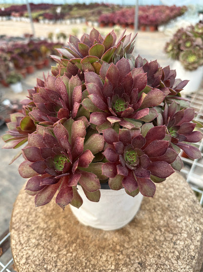 56red devil cluster20-30cm Old pile/ 10-20heads/ Aeonium cluster / Variegated Natural Live Plants Succulents