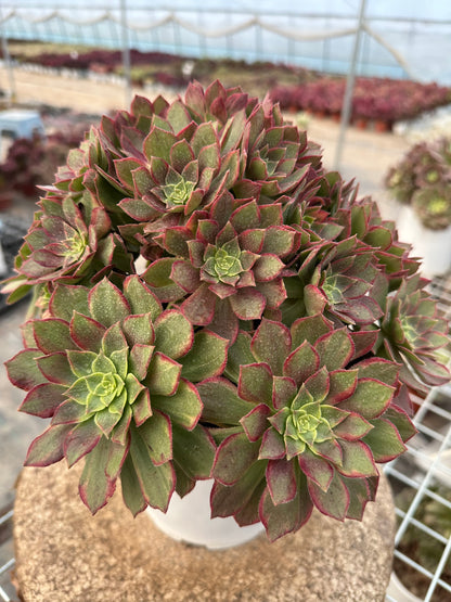 46Halloween brocade cluster20-30cm Old pile/ 10-20heads/ Aeonium cluster / Variegated Natural Live Plants Succulents