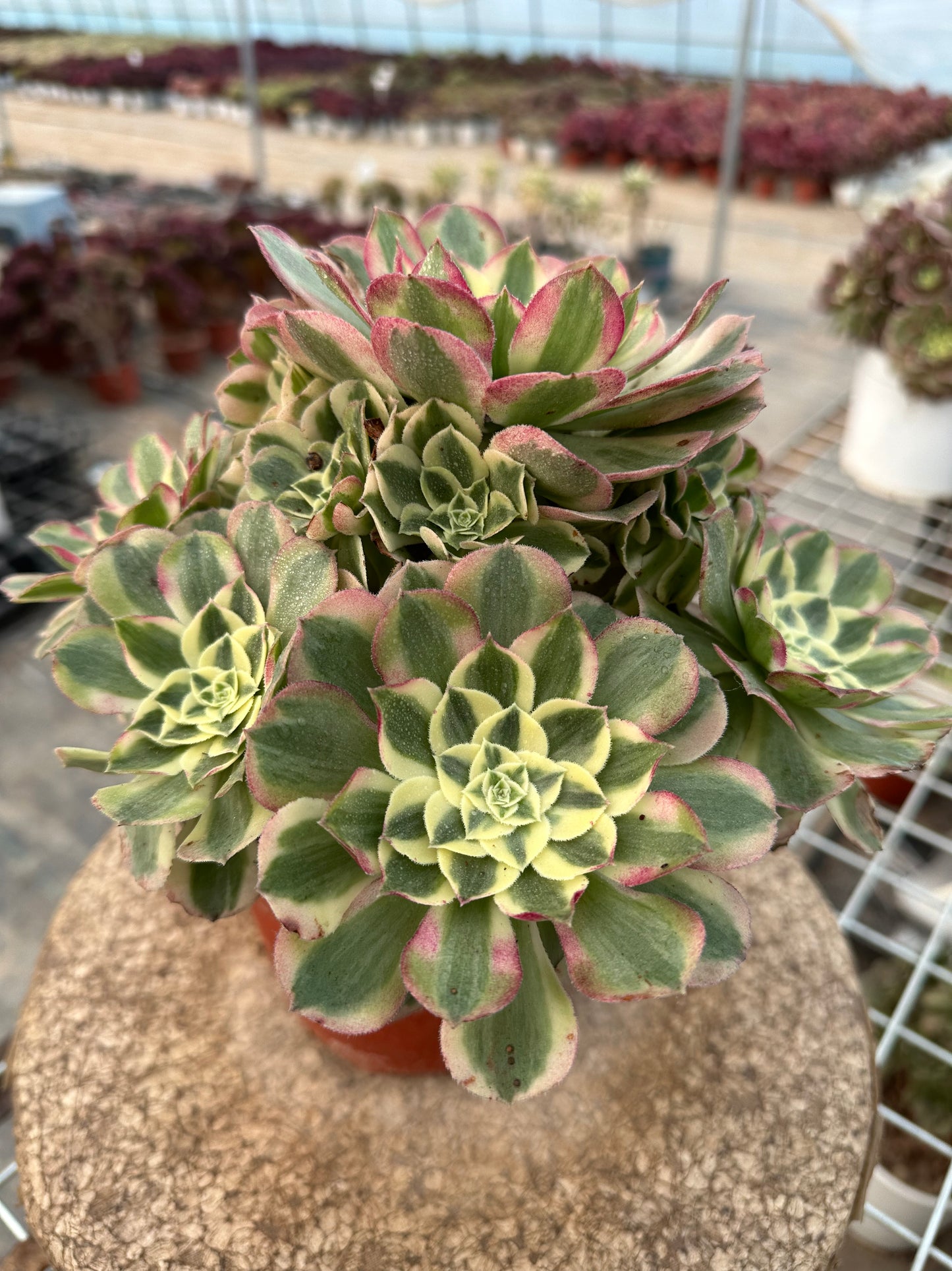 22yuzi cluster20-30cm Old pile/ 10-20heads/ Aeonium cluster / Variegated Natural Live Plants Succulents