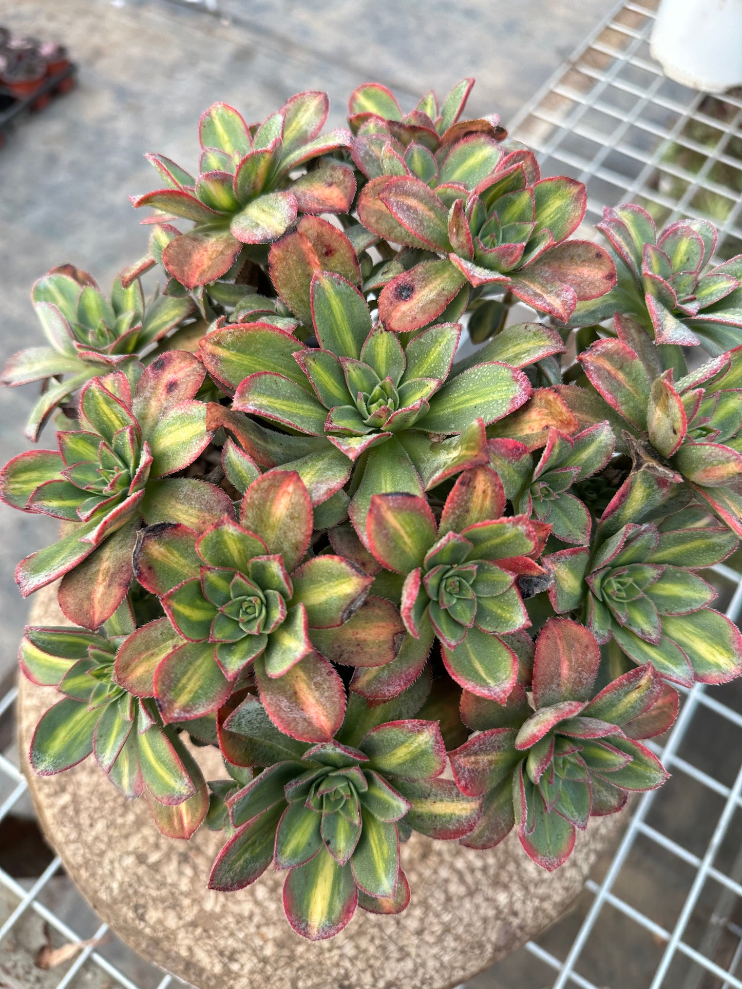 Star burst Middle spot cluster20-30cm Old pile/ 10-20heads/ Aeonium cluster / Variegated Natural Live Plants Succulents