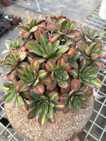 Star burst Middle spot cluster20-30cm Old pile/ 10-20heads/ Aeonium cluster / Variegated Natural Live Plants Succulents