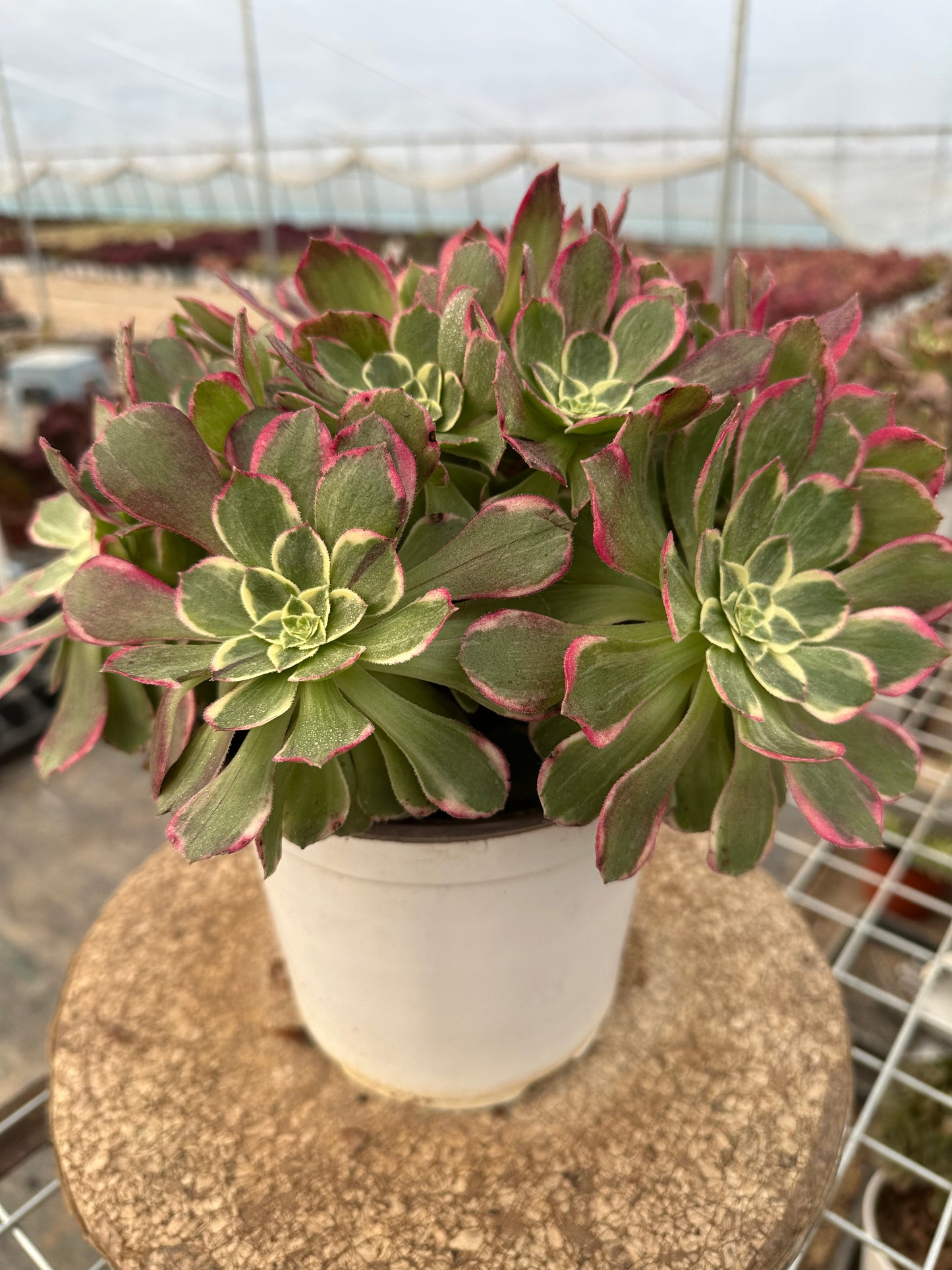 60honey peach cluster20-30cm Old pile/ 10-20heads/ Aeonium cluster / Variegated Natural Live Plants Succulents