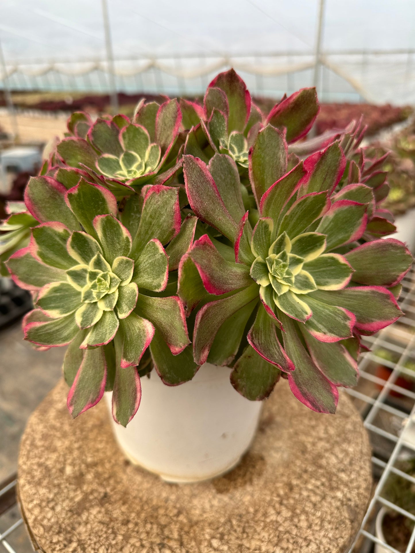 60honey peach cluster20-30cm Old pile/ 10-20heads/ Aeonium cluster / Variegated Natural Live Plants Succulents