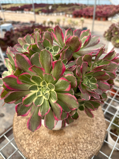 60honey peach cluster20-30cm Old pile/ 10-20heads/ Aeonium cluster / Variegated Natural Live Plants Succulents