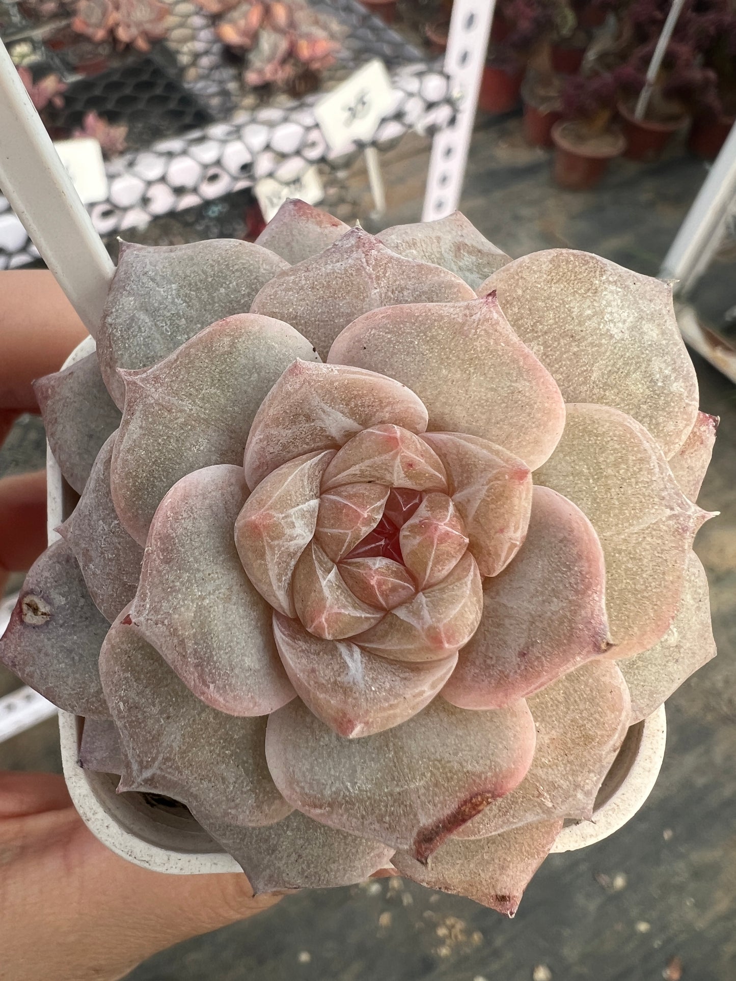 AS25 Pink diamond(Pot size 2in)/Echeveria/Variegated Natural Live Plants Succulents