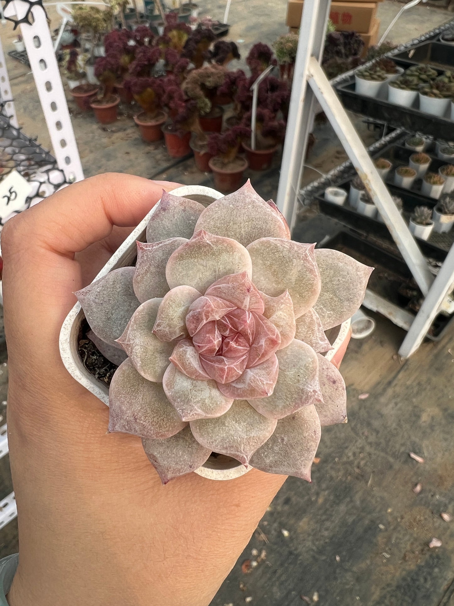 AS25 Pink diamond(Pot size 2in)/Echeveria/Variegated Natural Live Plants Succulents