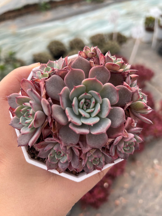 AS7 Echeveria Laulensis cluster(Pot size 3.6in)/Echeveria/Variegated Natural Live Plants Succulents