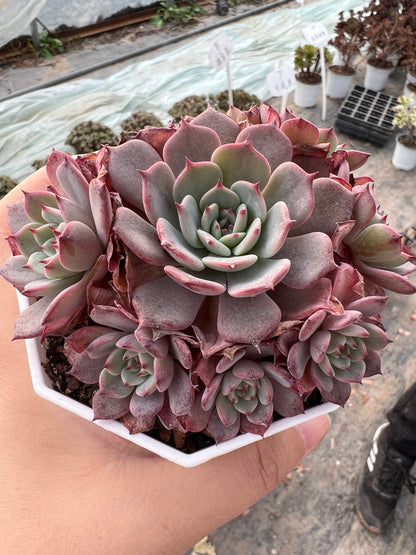 AS7 Echeveria Laulensis cluster(Pot size 3.6in)/Echeveria/Variegated Natural Live Plants Succulents