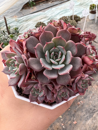 AS7 Echeveria Laulensis cluster(Pot size 3.6in)/Echeveria/Variegated Natural Live Plants Succulents