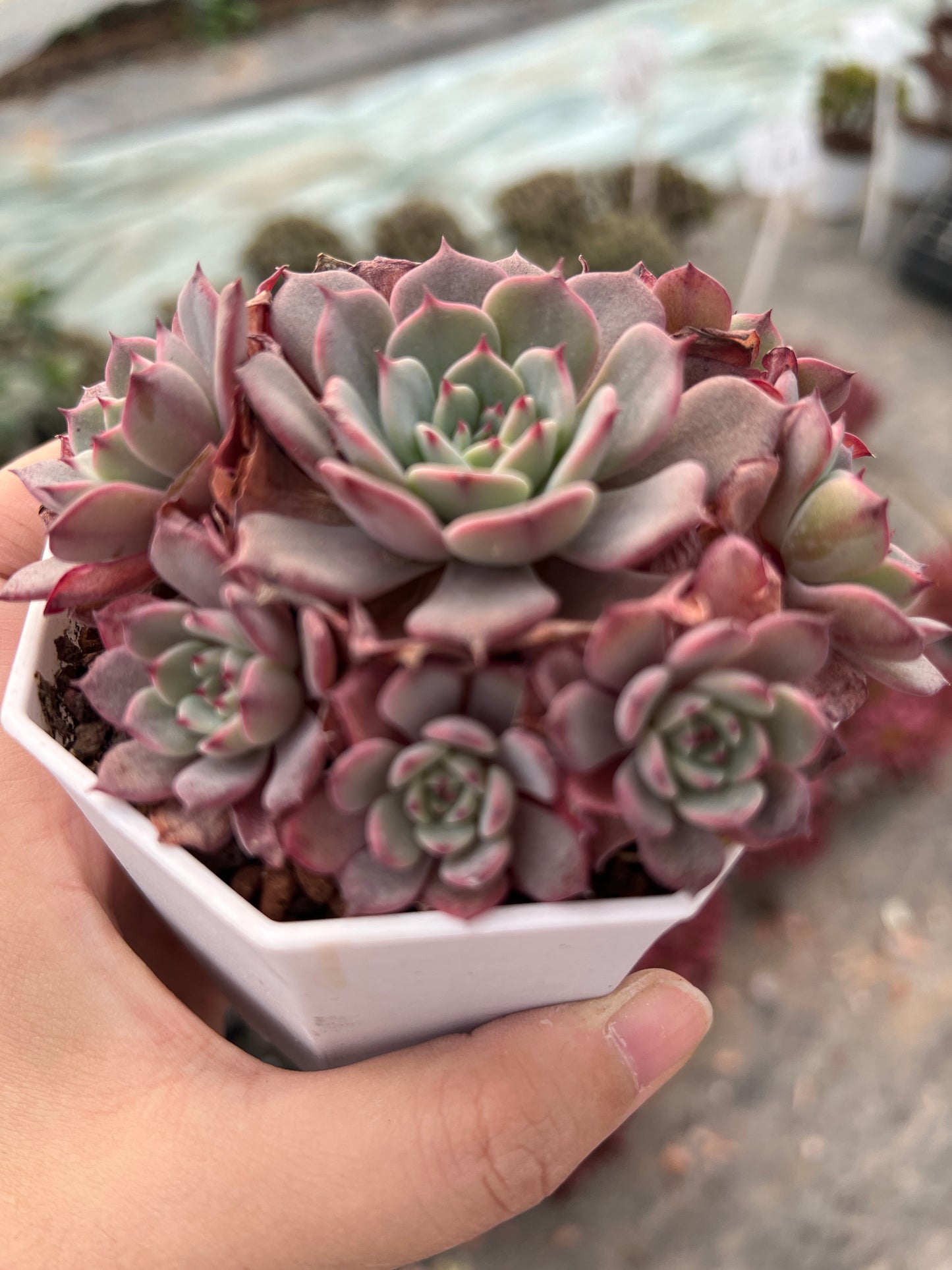 AS7 Echeveria Laulensis cluster(Pot size 3.6in)/Echeveria/Variegated Natural Live Plants Succulents