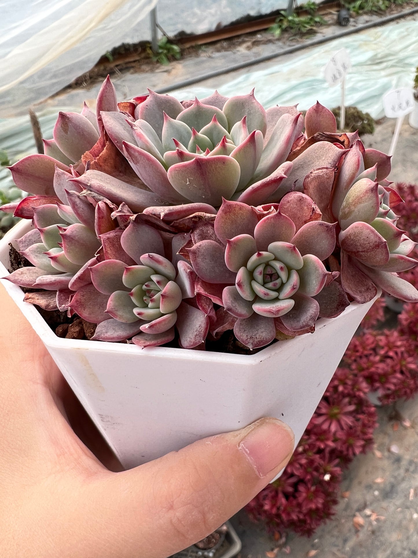 AS7 Echeveria Laulensis cluster(Pot size 3.6in)/Echeveria/Variegated Natural Live Plants Succulents