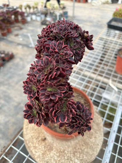 Superbang crested 30cm has roots/Aeonium Affix / Variegated Natural Live Plants Succulents66