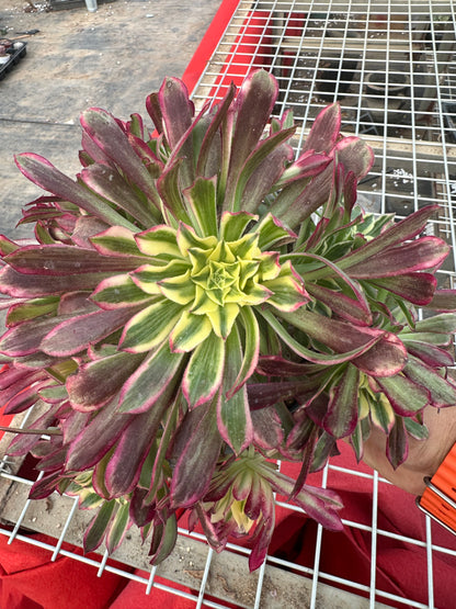 Tianhe cluster20-30cm Old pile/ 10-20 heads/ Aeonium cluster / Variegated Natural Live Plants Succulents