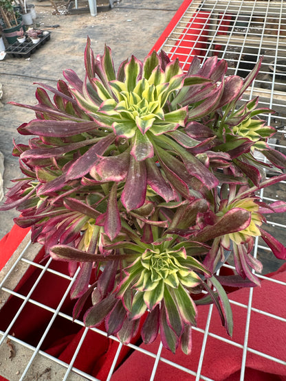 Tianhe cluster20-30cm Old pile/ 10-20 heads/ Aeonium cluster / Variegated Natural Live Plants Succulents