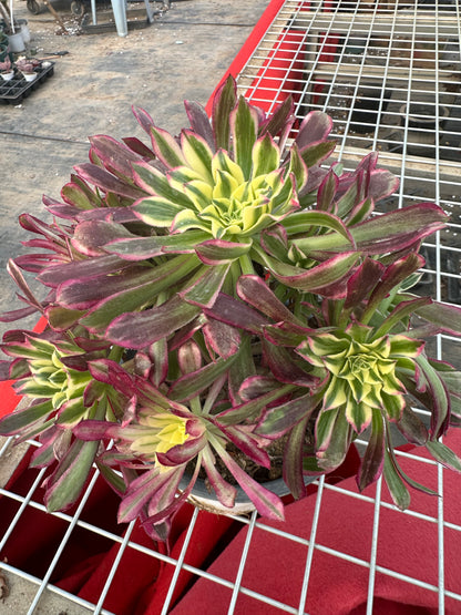 Tianhe cluster20-30cm Old pile/ 10-20 heads/ Aeonium cluster / Variegated Natural Live Plants Succulents