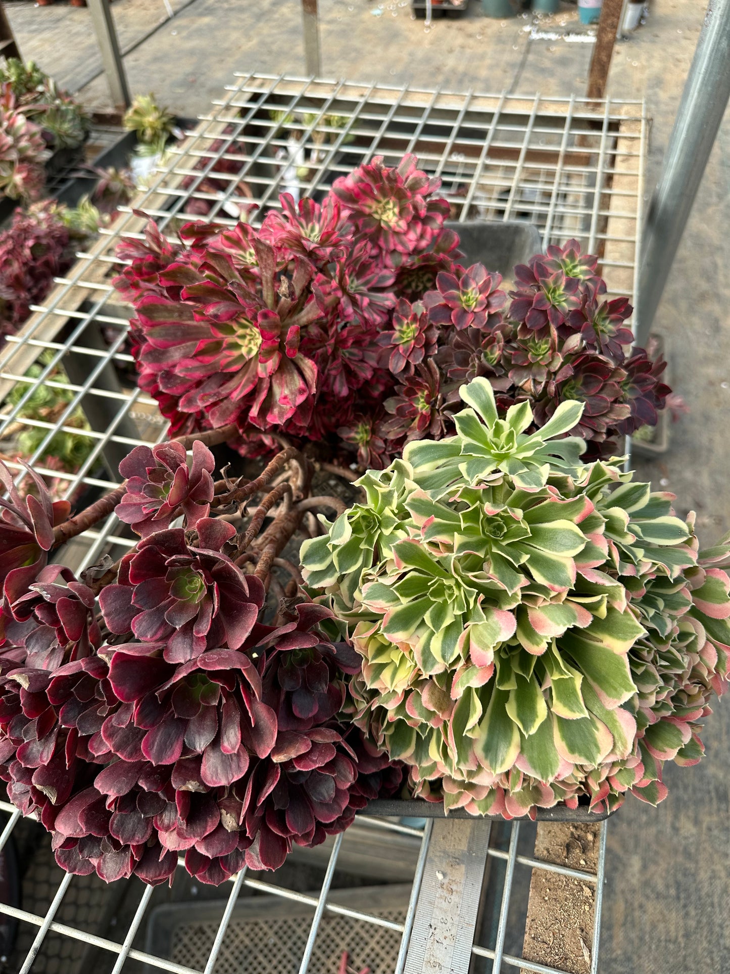 Super promotion for 4 aenium clusters(1Anna.2Green Pink Witch 3.Cupid 4.Zwartkin Variegated)