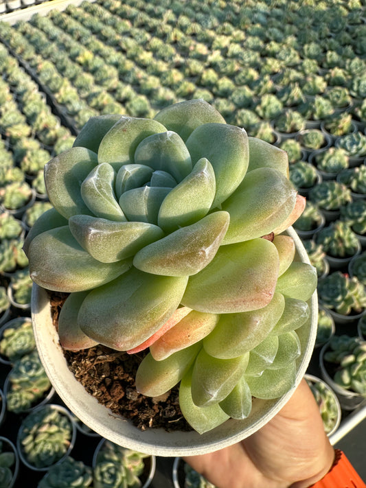 AS1 Echeveria 'Ice green'Two heads(Pot size 3.6in)/Echeveria/Variegated Natural Live Plants Succulents