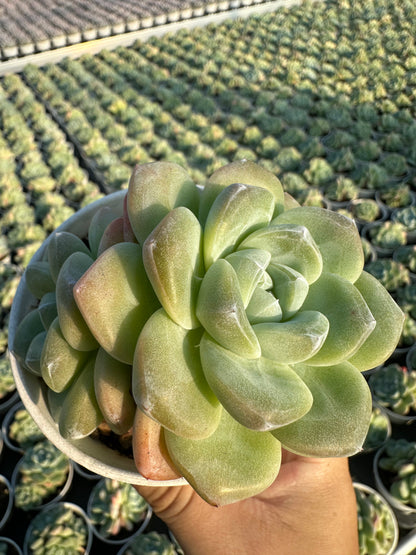 AS1 Echeveria 'Ice green'Two heads(Pot size 3.6in)/Echeveria/Variegated Natural Live Plants Succulents