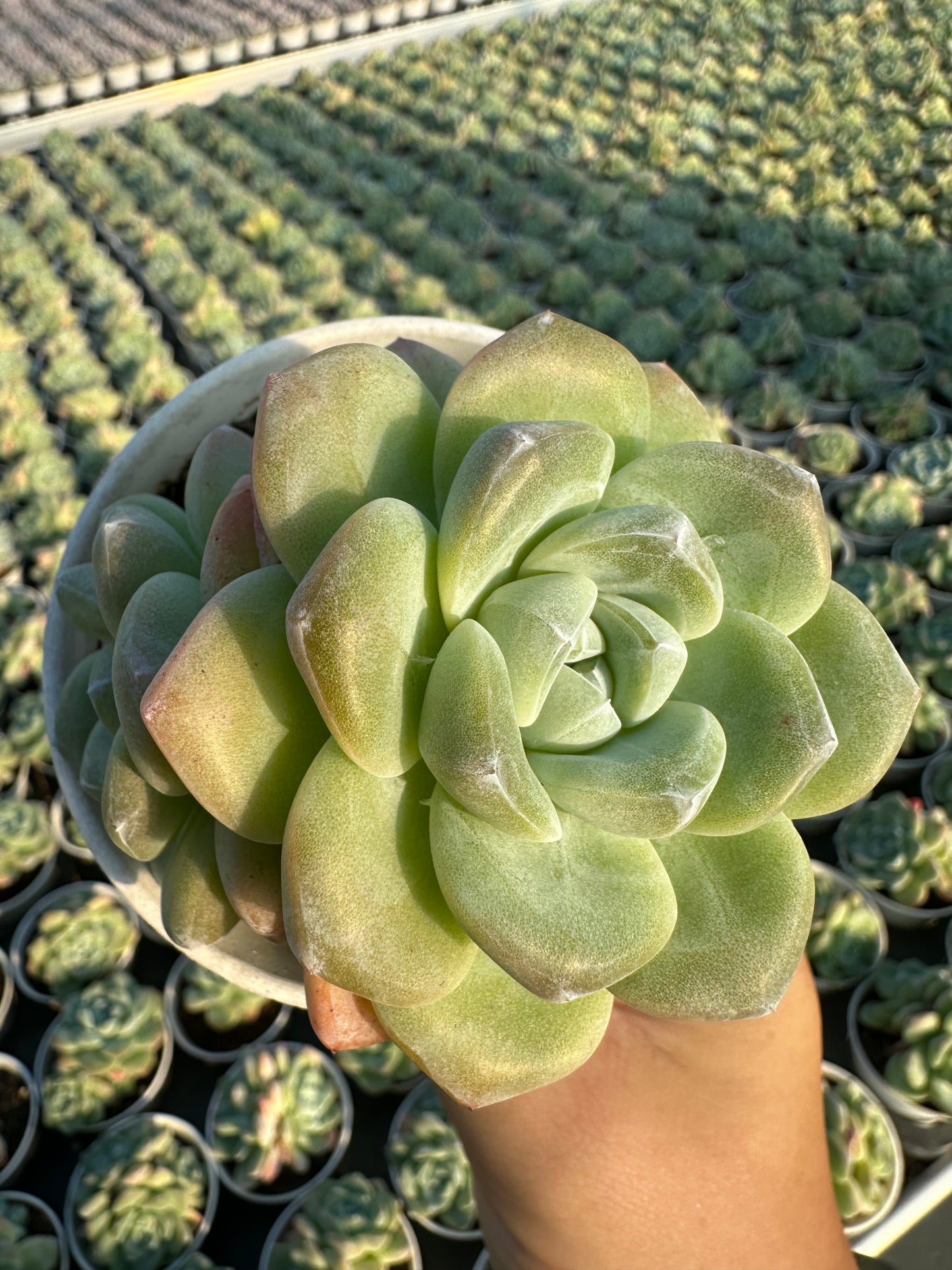 AS1 Echeveria 'Ice green'Two heads(Pot size 3.6in)/Echeveria/Variegated Natural Live Plants Succulents