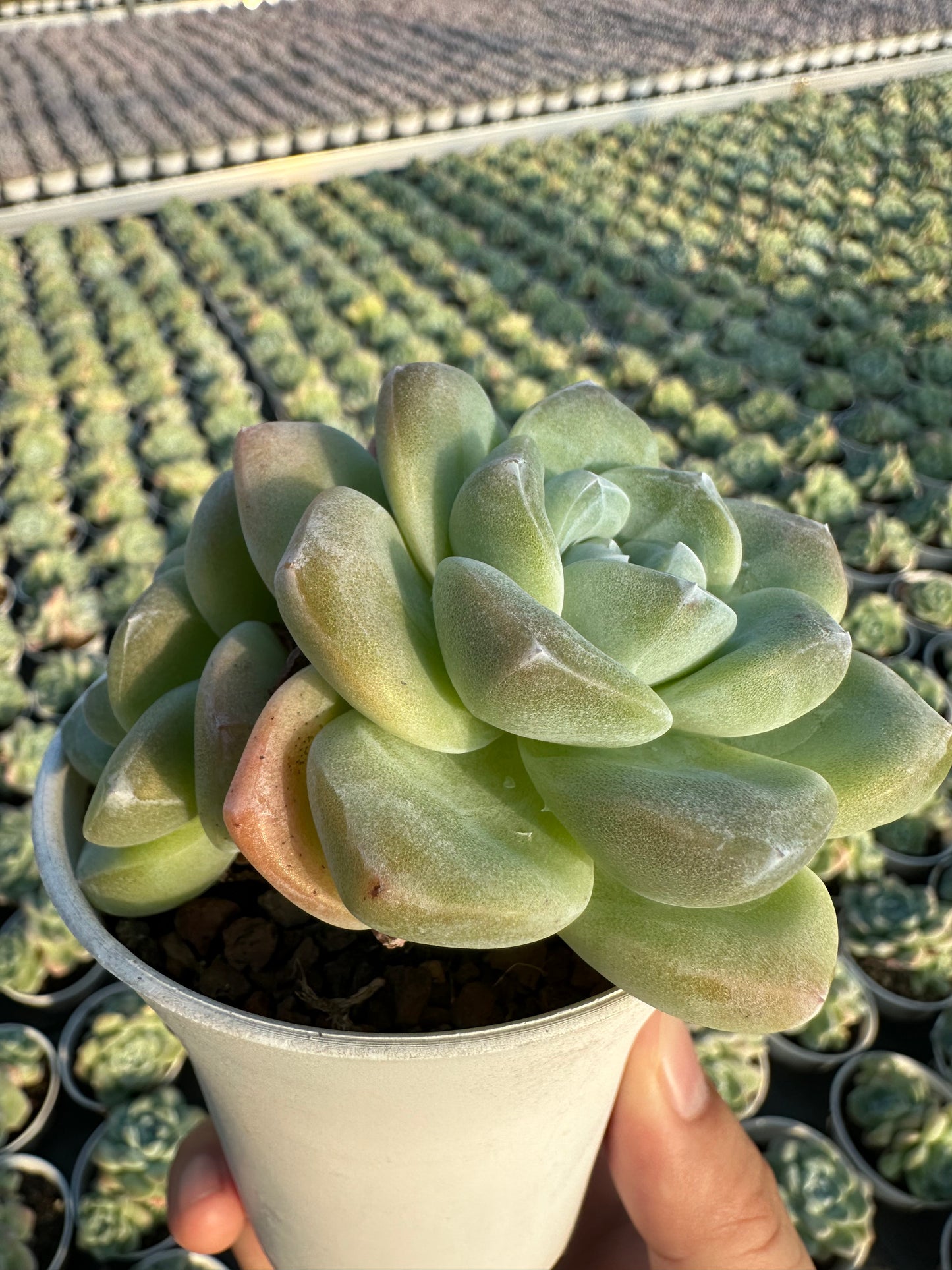 AS1 Echeveria 'Ice green'Two heads(Pot size 3.6in)/Echeveria/Variegated Natural Live Plants Succulents