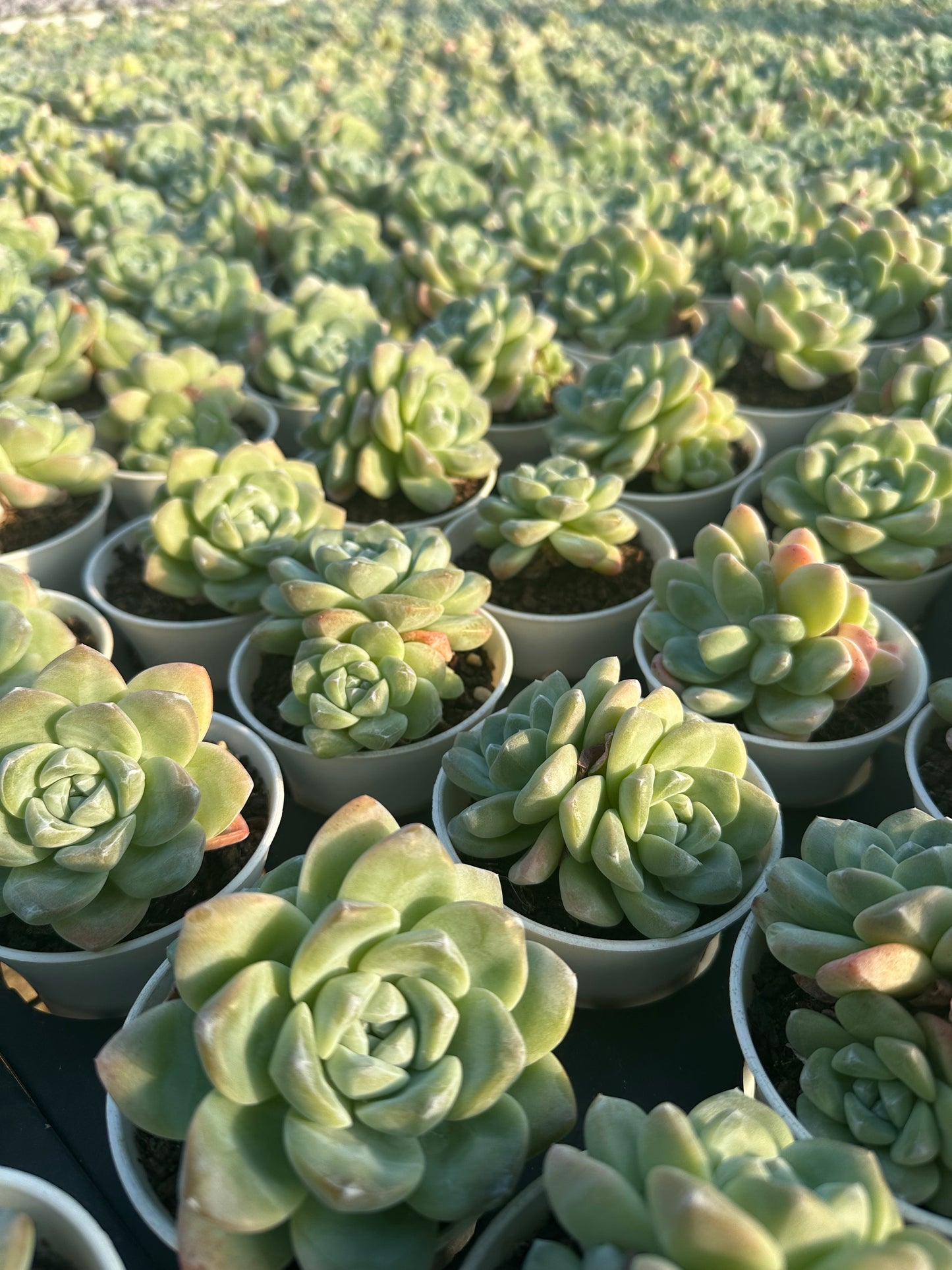 AS1 Echeveria 'Ice green'Two heads(Pot size 3.6in)/Echeveria/Variegated Natural Live Plants Succulents