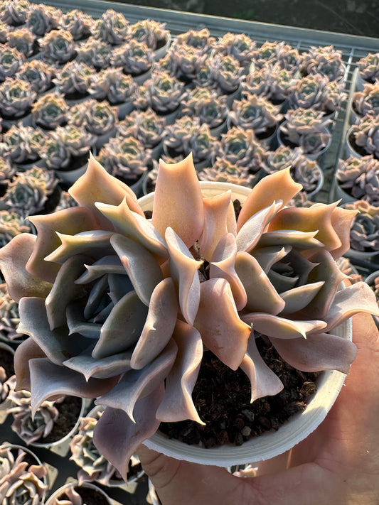 AS3 Desert camel Two heads(Pot size 4in)/Echeveria/Variegated Natural Live Plants Succulents