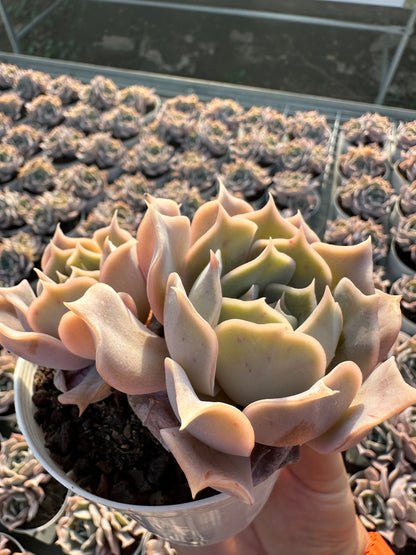 AS3 Desert camel Two heads(Pot size 4in)/Echeveria/Variegated Natural Live Plants Succulents