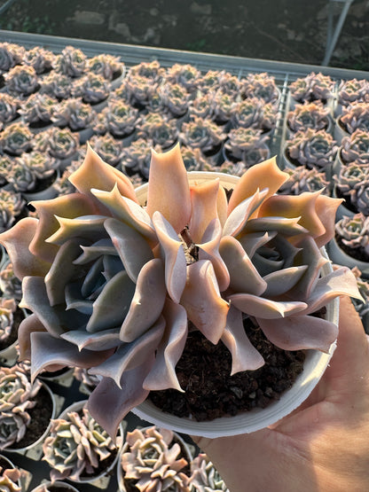 AS3 Desert camel Two heads(Pot size 4in)/Echeveria/Variegated Natural Live Plants Succulents