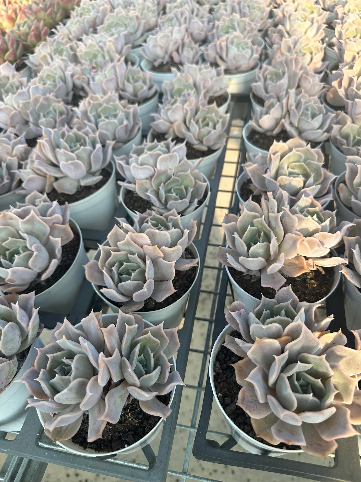 AS3 Desert camel Two heads(Pot size 4in)/Echeveria/Variegated Natural Live Plants Succulents