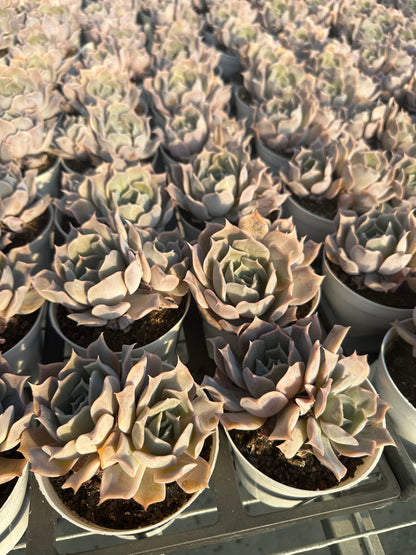 AS3 Desert camel Two heads(Pot size 4in)/Echeveria/Variegated Natural Live Plants Succulents