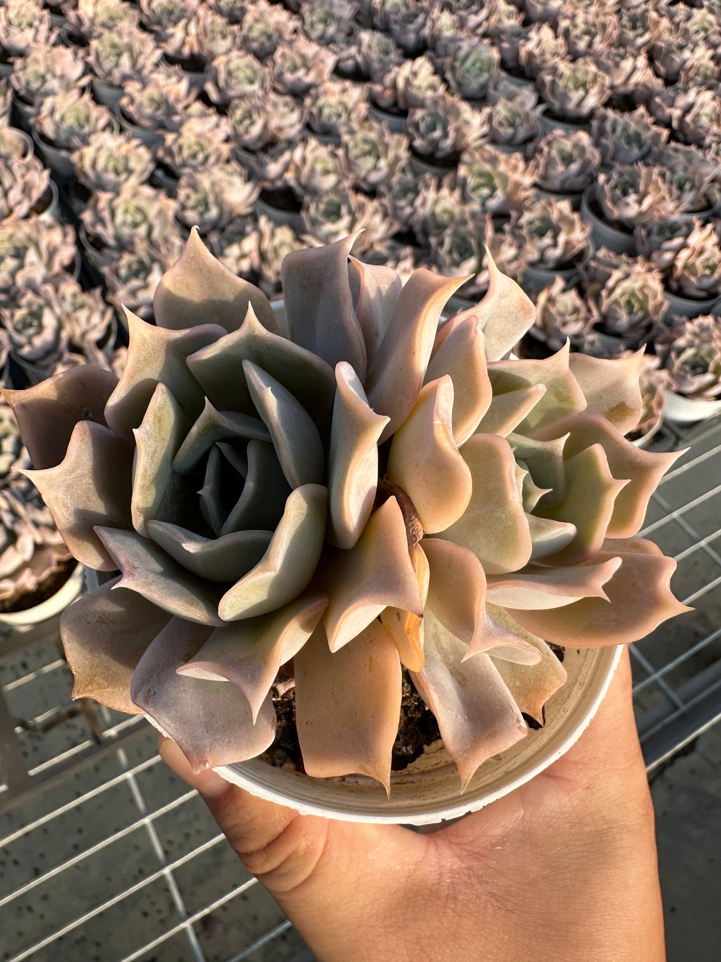 AS3 Desert camel Two heads(Pot size 4in)/Echeveria/Variegated Natural Live Plants Succulents