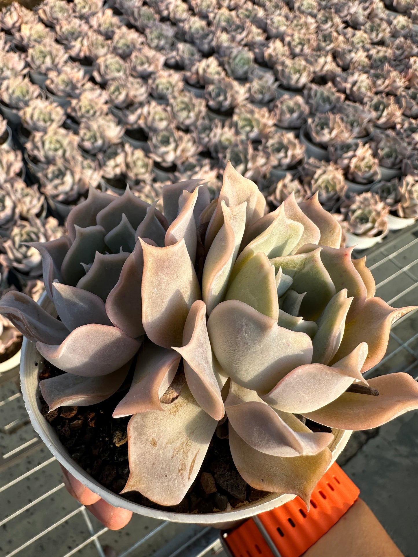 AS3 Desert camel Two heads(Pot size 4in)/Echeveria/Variegated Natural Live Plants Succulents