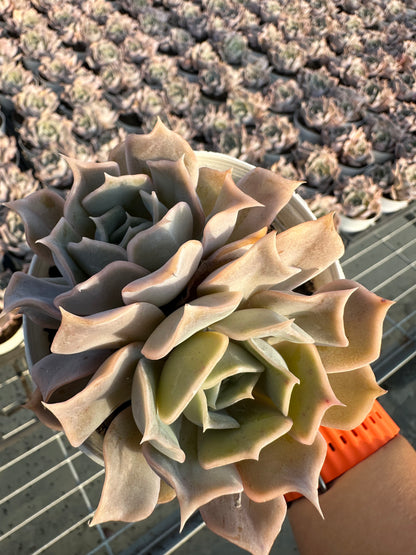 AS3 Desert camel Two heads(Pot size 4in)/Echeveria/Variegated Natural Live Plants Succulents