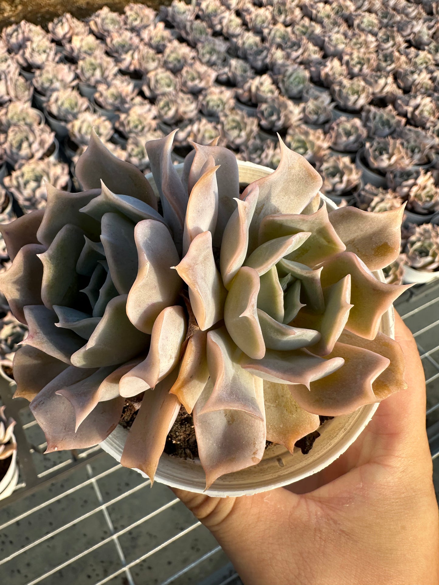 AS3 Desert camel Two heads(Pot size 4in)/Echeveria/Variegated Natural Live Plants Succulents