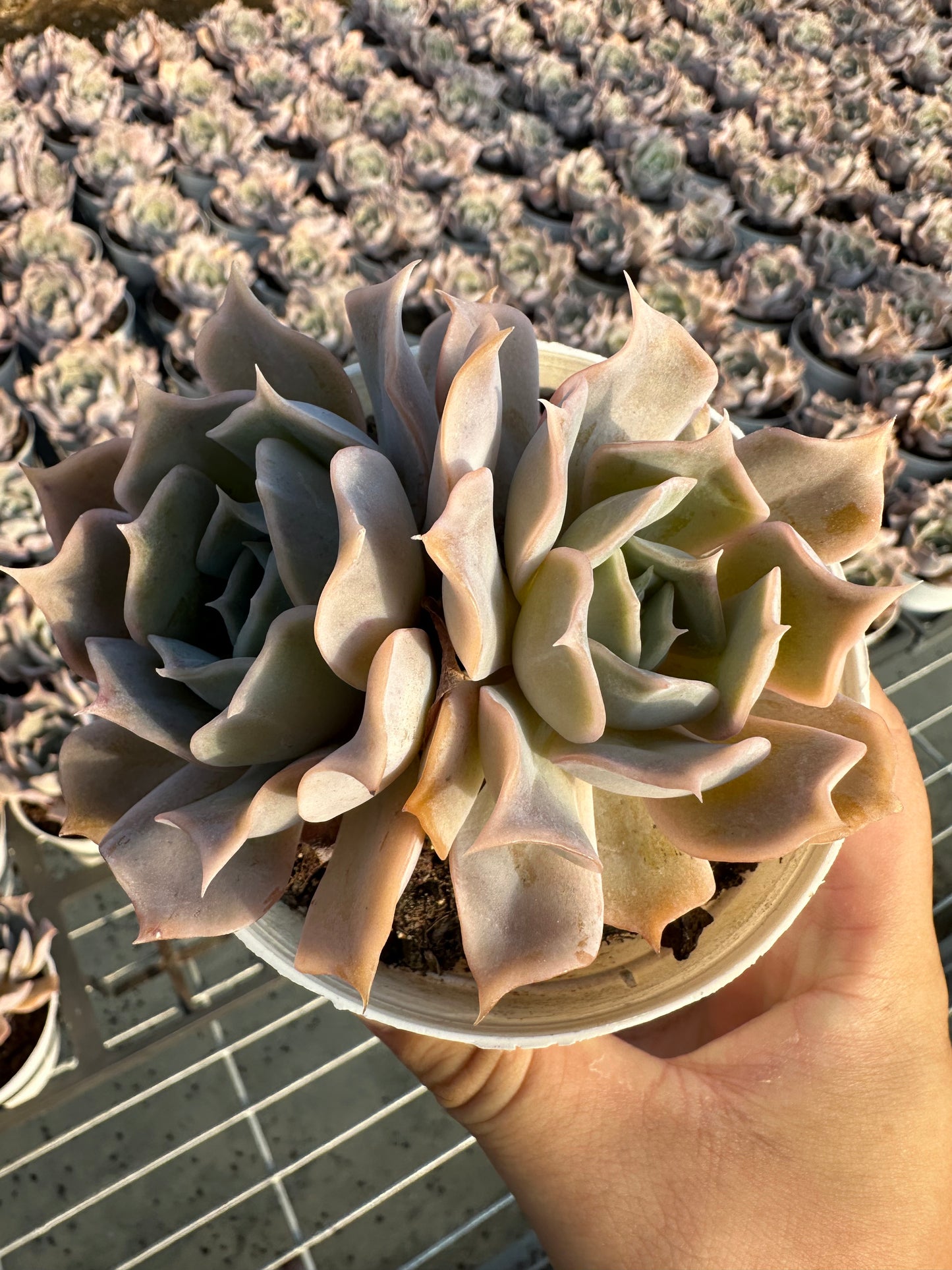 AS3 Desert camel Two heads(Pot size 4in)/Echeveria/Variegated Natural Live Plants Succulents