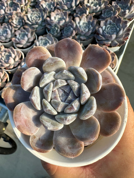 AS4 Echeveria 'Tynie Burger'(Pot size 3.6in)/Echeveria/Variegated Natural Live Plants Succulents