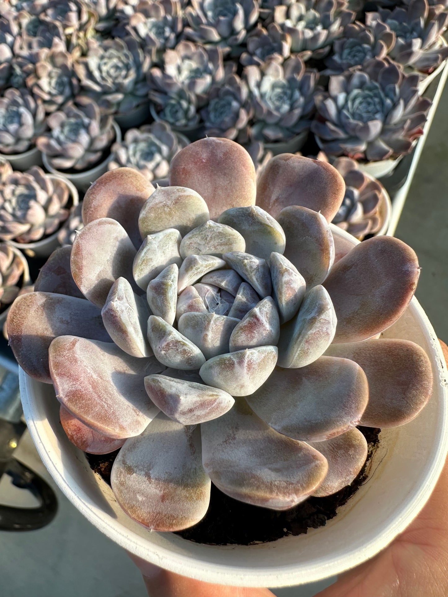 AS4 Echeveria 'Tynie Burger'(Pot size 3.6in)/Echeveria/Variegated Natural Live Plants Succulents