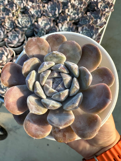 AS4 Echeveria 'Tynie Burger'(Pot size 3.6in)/Echeveria/Variegated Natural Live Plants Succulents