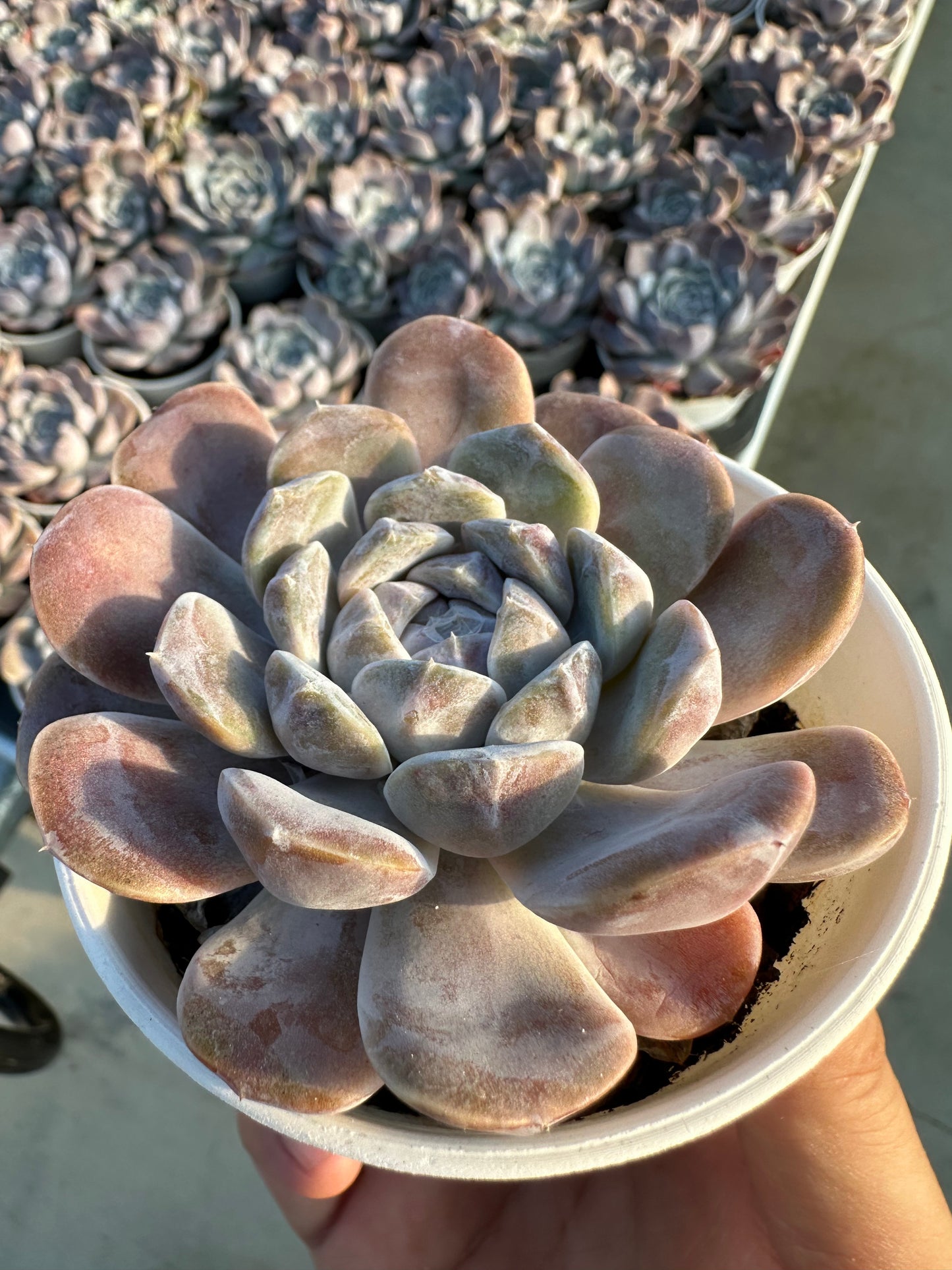 AS4 Echeveria 'Tynie Burger'(Pot size 3.6in)/Echeveria/Variegated Natural Live Plants Succulents