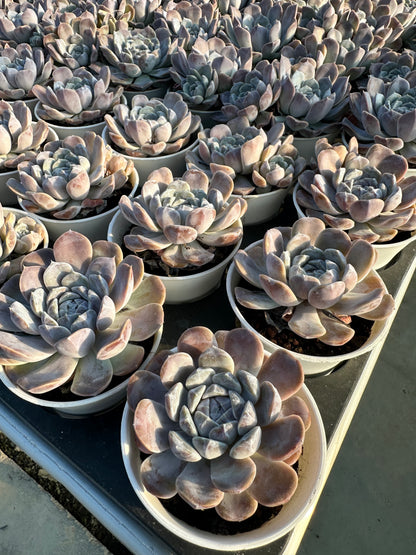 AS4 Echeveria 'Tynie Burger'(Pot size 3.6in)/Echeveria/Variegated Natural Live Plants Succulents