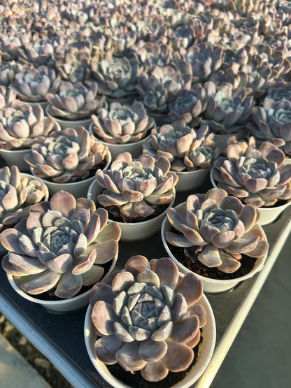 AS4 Echeveria 'Tynie Burger'(Pot size 3.6in)/Echeveria/Variegated Natural Live Plants Succulents