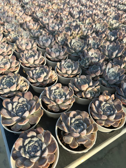 AS4 Echeveria 'Tynie Burger'(Pot size 3.6in)/Echeveria/Variegated Natural Live Plants Succulents