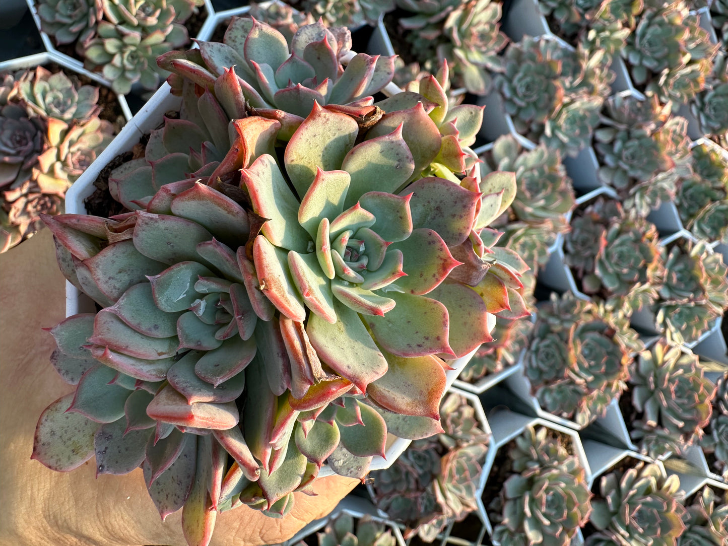 AS7 Echeveria Laulensis cluster(Pot size 3.6in)/Echeveria/Variegated Natural Live Plants Succulents