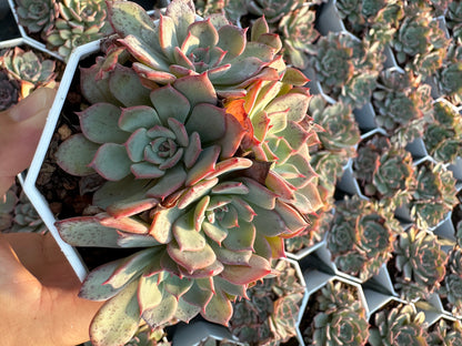 AS7 Echeveria Laulensis cluster(Pot size 3.6in)/Echeveria/Variegated Natural Live Plants Succulents