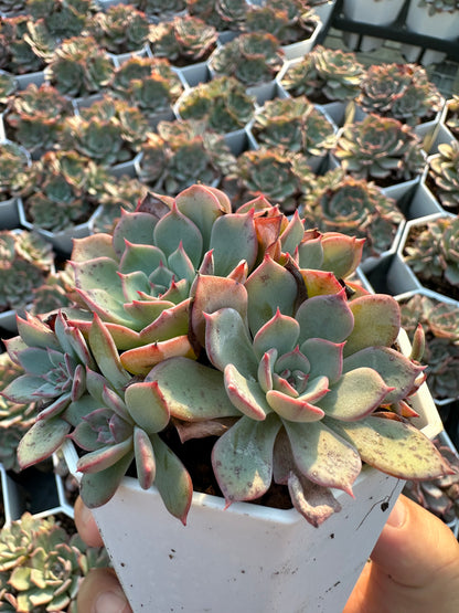 AS7 Echeveria Laulensis cluster(Pot size 3.6in)/Echeveria/Variegated Natural Live Plants Succulents