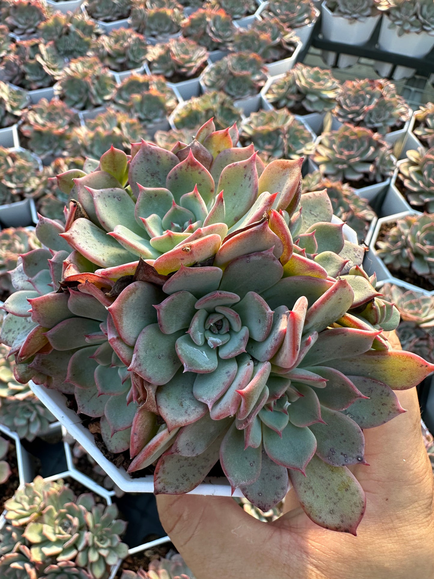 AS7 Echeveria Laulensis cluster(Pot size 3.6in)/Echeveria/Variegated Natural Live Plants Succulents