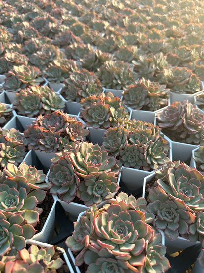 AS7 Echeveria Laulensis cluster(Pot size 3.6in)/Echeveria/Variegated Natural Live Plants Succulents