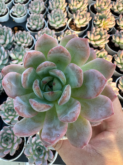 AS8 Echeveria 'Star Mark'(Pot size 3.6in)/Echeveria/Variegated Natural Live Plants Succulents