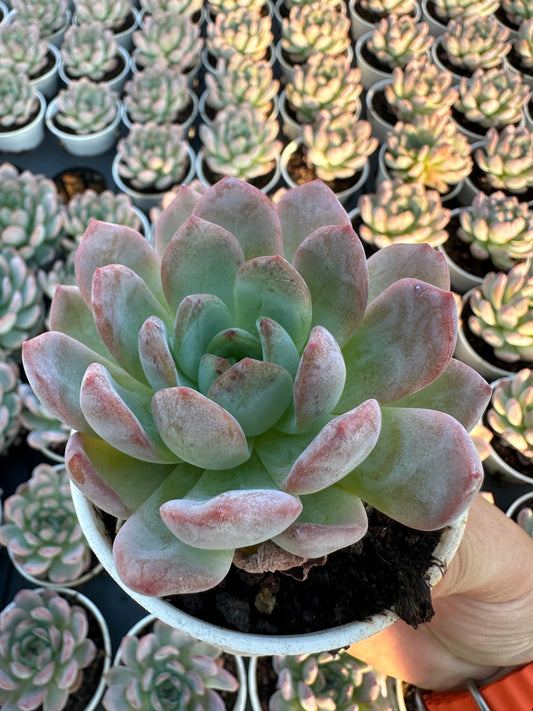 AS8 Echeveria 'Star Mark'(Pot size 3.6in)/Echeveria/Variegated Natural Live Plants Succulents